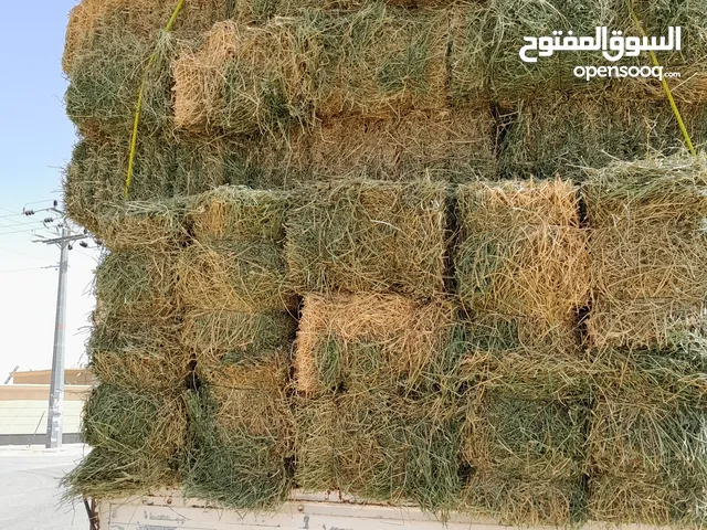 برسيم مستودع وزن ثقيل طول 90 في الرياض الجنادرية نادي سباقات الخيل العدد 205