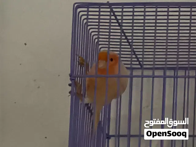 عرض اليوم فقطكناري ايراني تغريد ازعاج