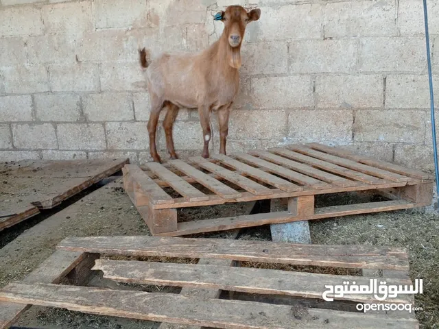 ذبح جميع انواع الاضاحي