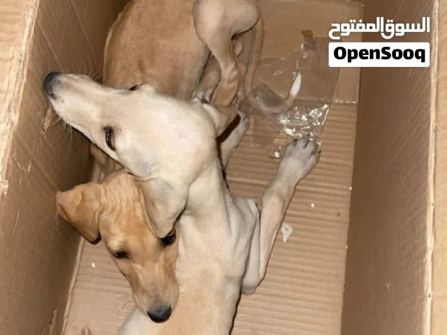 جراوى سلق عمر شهرين ونص