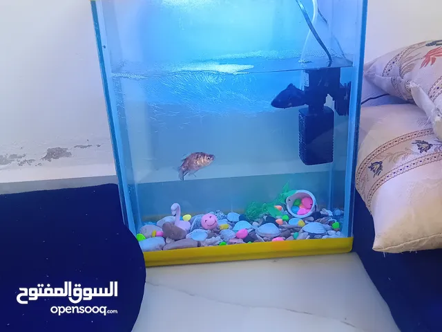 حوض سمك للبيع