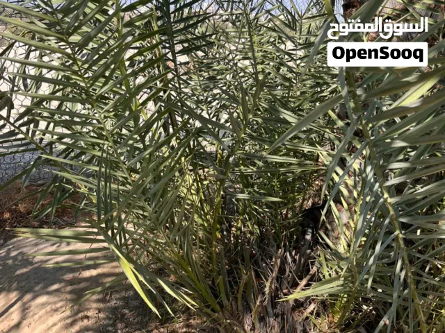 صرم الخلاص...