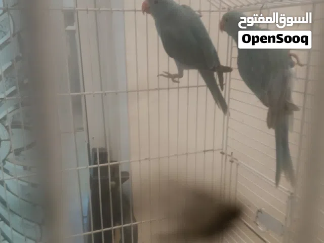 بغباء درة لون ازرق ما اليف