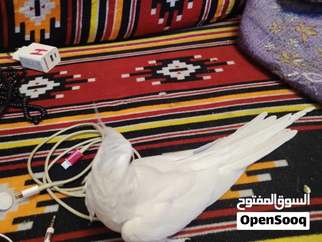 كوكتيل اليفات الوصف مهم