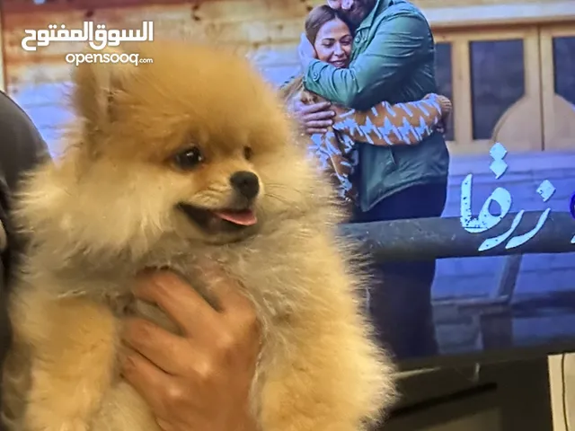 كلب بومرينيان