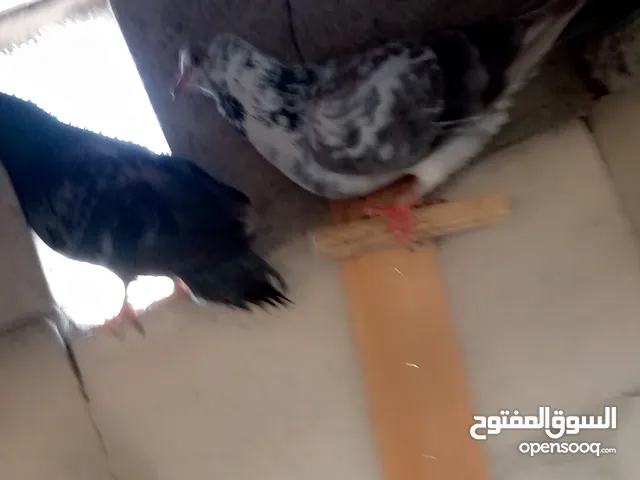 حمام للبيع انواع مختلفة