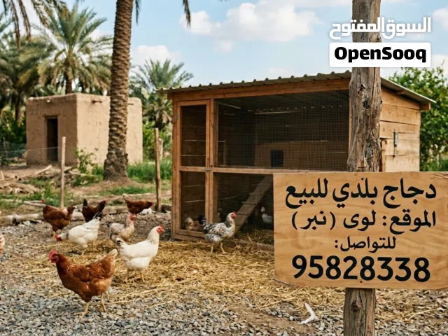 دجاج محلي كل الاعمار