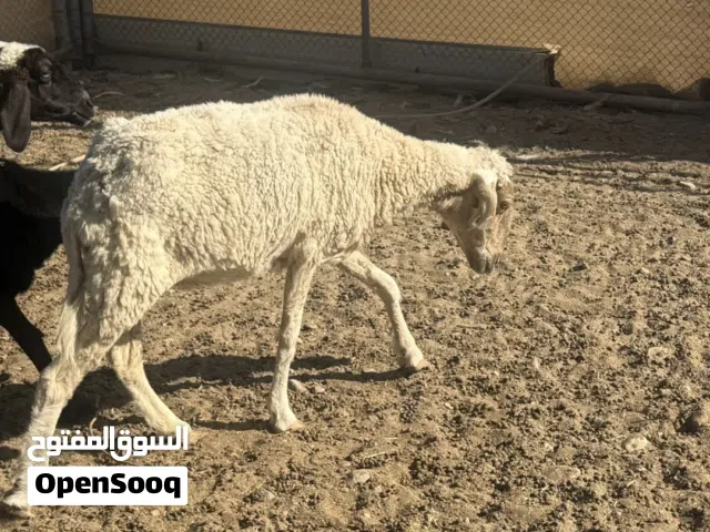 أغنام جعد 3 ارواس وحده تحتها حمله بنت سبوعين