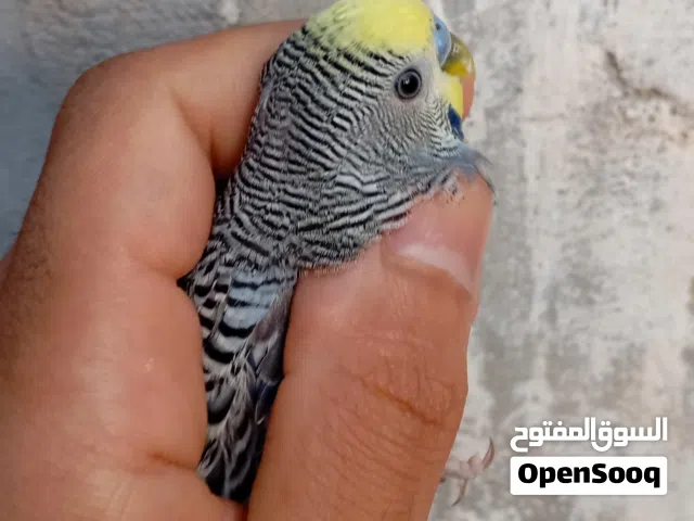 مطلوب نثيه طير حب من أبو الخصيب