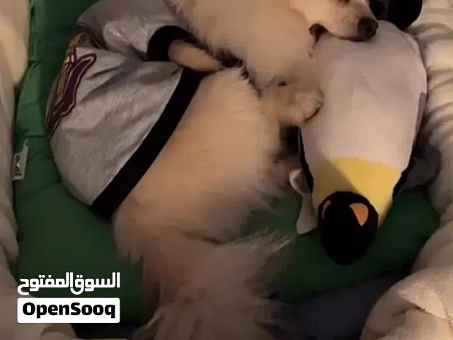 كلب للبيع المستعجل بسبب السفر