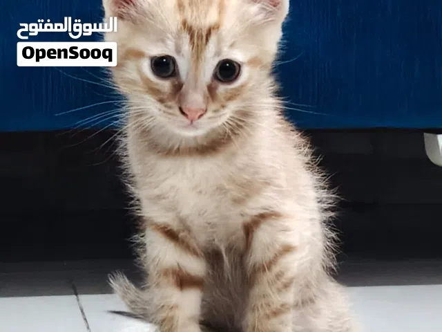 Moving to India kittens free of cost