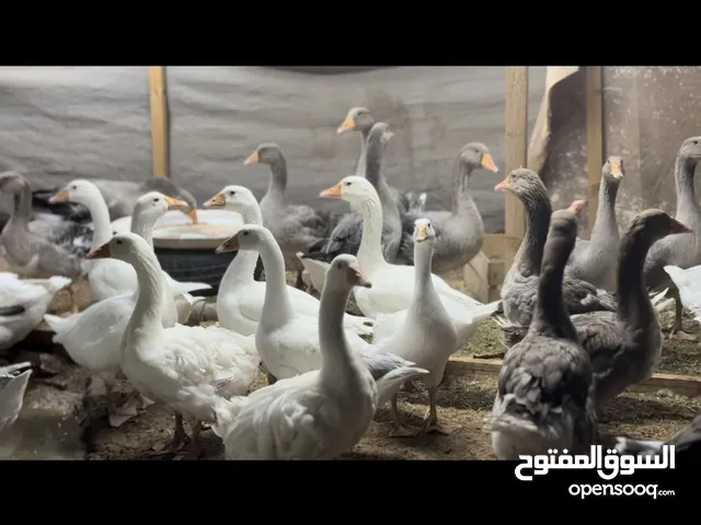 وز فرنسي