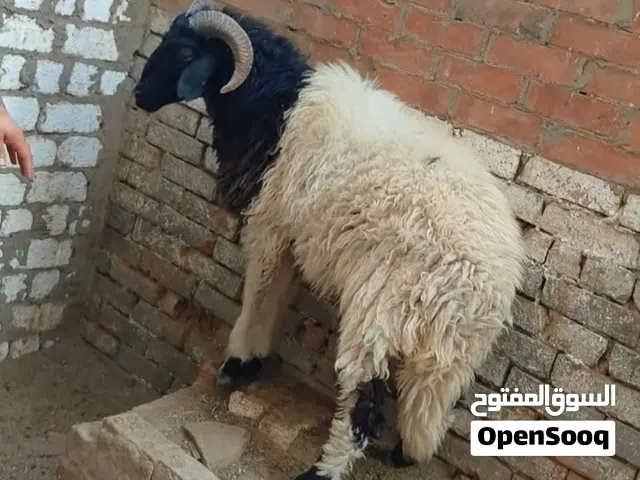 بسم الله الرحمن الرحيم  كل عام وانتم بخير  الاثنين18/5/2026 متاح خروف برقي مناسب للاضحيه إن شاء الله
