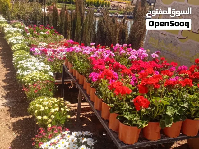 الان هو الوقت المناسب لتنسيق حديقتك