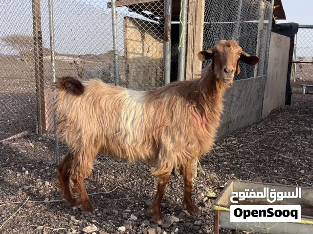 ماعز بصحه ممتازه