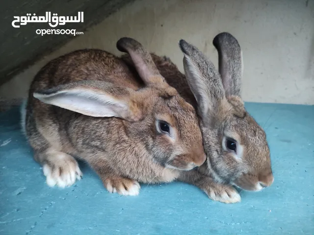 ارنب صحي سلالات ممتازة بلجيكي شنشلا فلندر بابيون هاي بلس فرنساوي