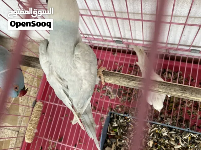 ببغاء الدره