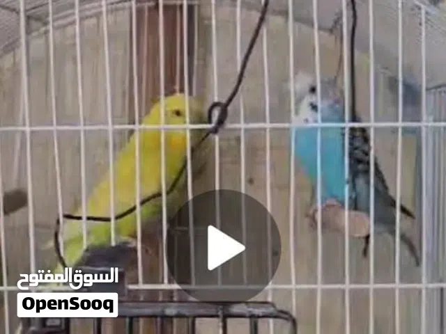 عصافير استرالي