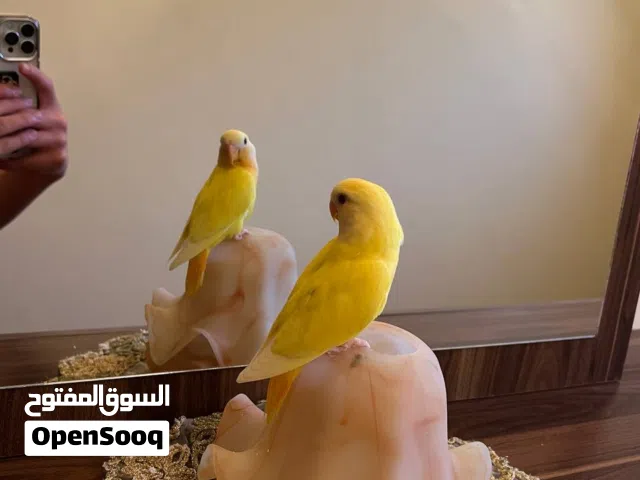ببغاء روز لعوب مروض فل وسعر منظم