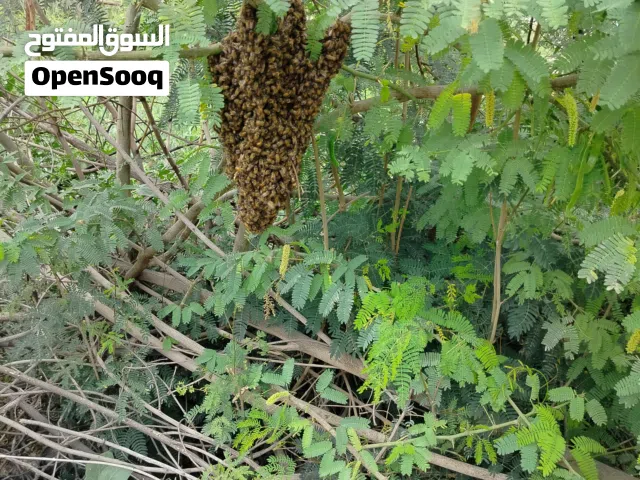 خلايا نحل هجين إيطالي 10 براويز فل نحل