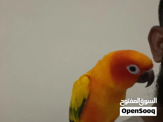 Sun conure pair