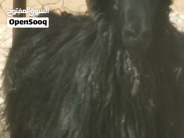 كبش عماني للبيع القيمه 210