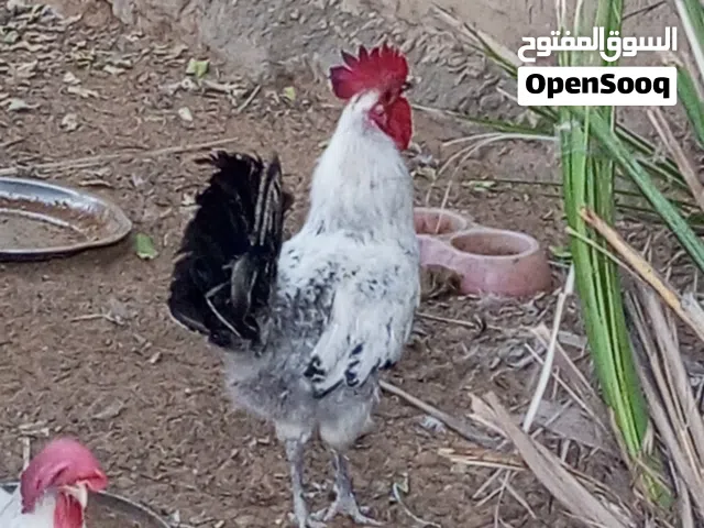 دجاج بيض ومعاهم دجاجة عربية وديك للبيع