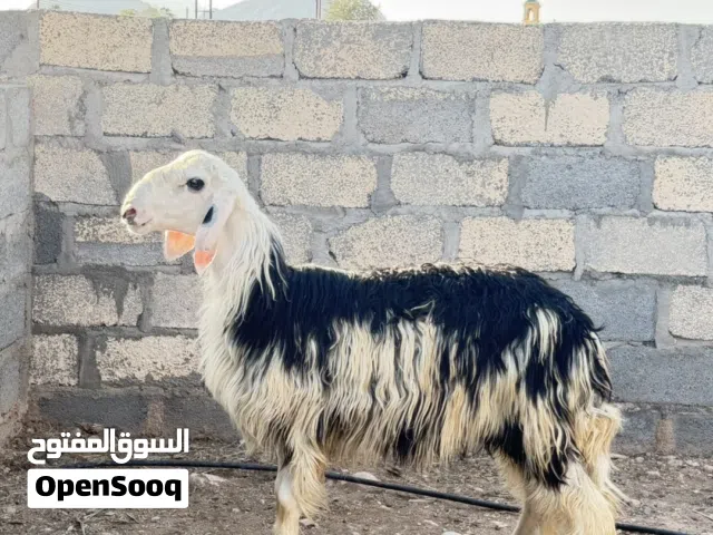 كبشان نجدية