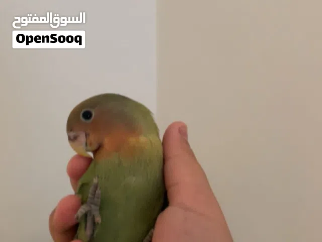 للبيع روز اثنين ربوه وهدد داخلي وخارجي ريش كامل شرط صحة