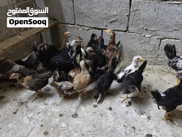 فروجات مختلف العمر بيع شلع مابيع مفرد زوج على عشرة