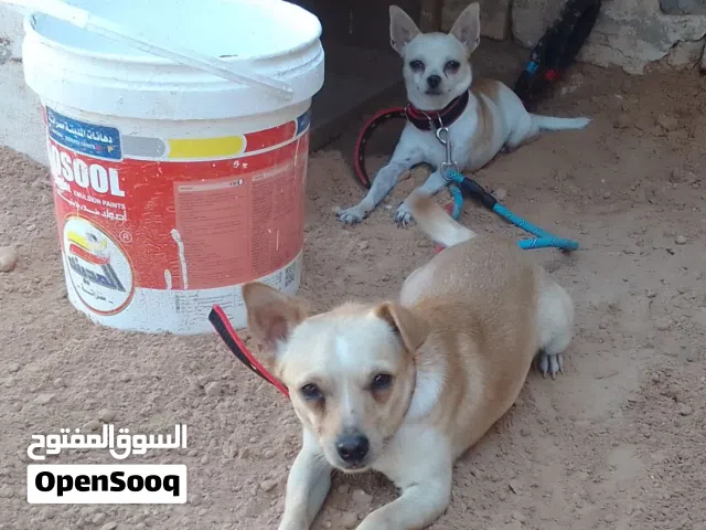 كوبية تشواو ربي بارك  طرابلس سوق ال