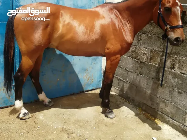 موقع #1 لبيع الخيول في عُمان : افضل انواع الخيل : بائعيين موثوقين : حمار  للبيع : ارخص الاسعار