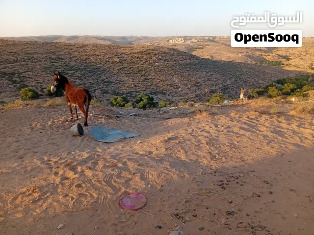 حمير للبيع