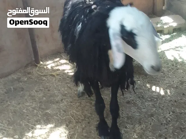 للبيع كبش وتيس اقرا الوصف الوصف مهم