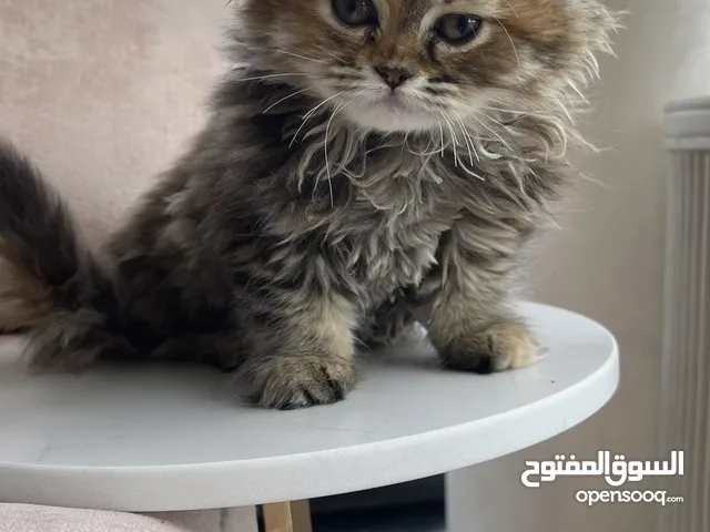 قطة عمر شهرين للبيع