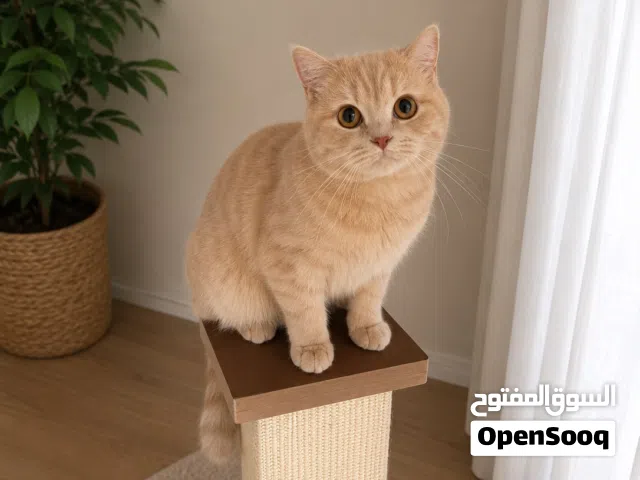 برتش شورت هير 1 وشيرازي 2 كريمي 1 بلو