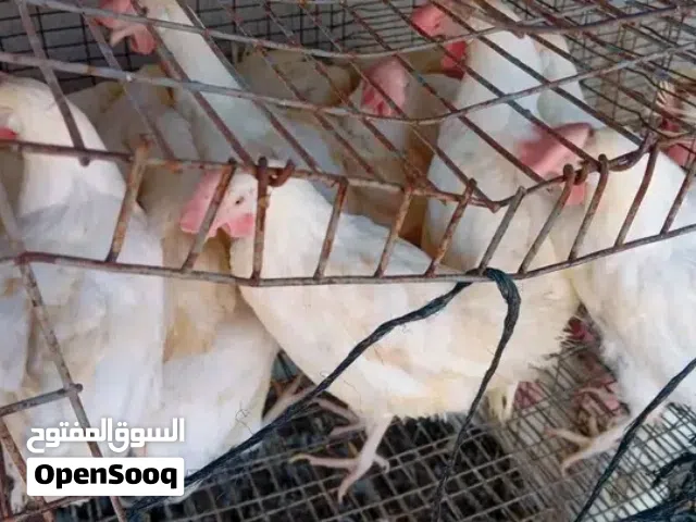 دجاج تونسي ربي يبارك