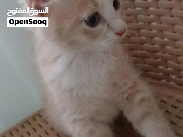 قطط للتبني وليس للبيع  العمر شهر و نص الجنس ذكر/ أنثى  للتواصل خاص  السعر المضاف لان الموقع يريد رقم