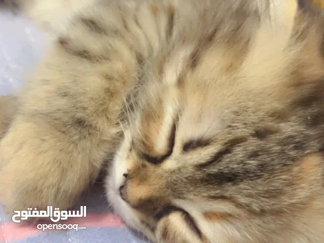 Female Persian and Maine coon Mix kitten Cat