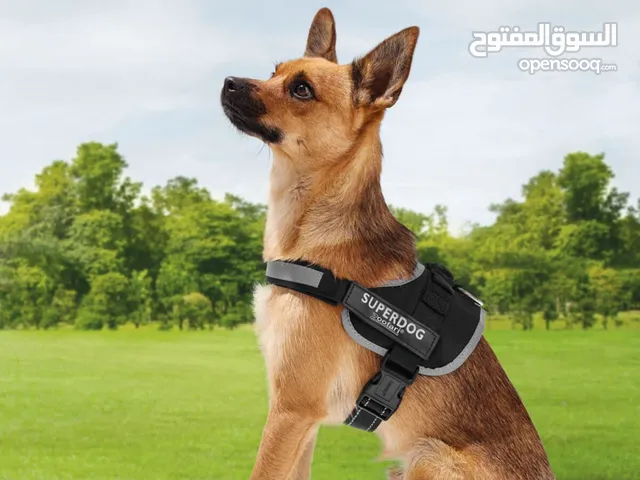 حزام كلاب عالي الجودة Zoofari