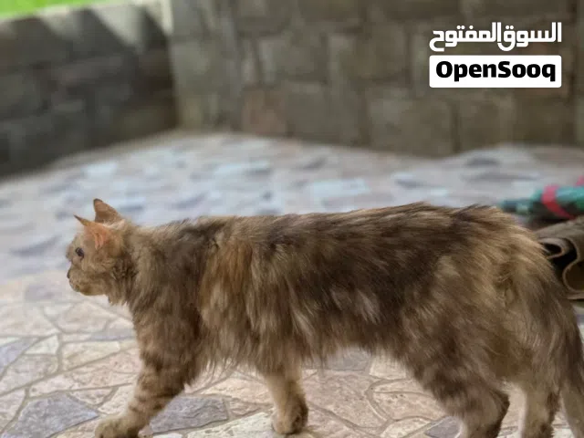 قط سيبيري اليف