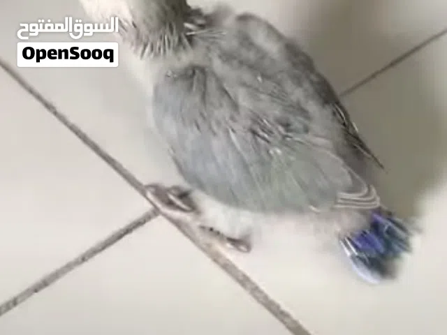 مطلوب فرخ روز