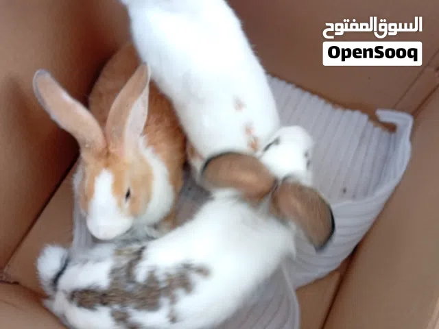 ثلاث ارانب  اكبار