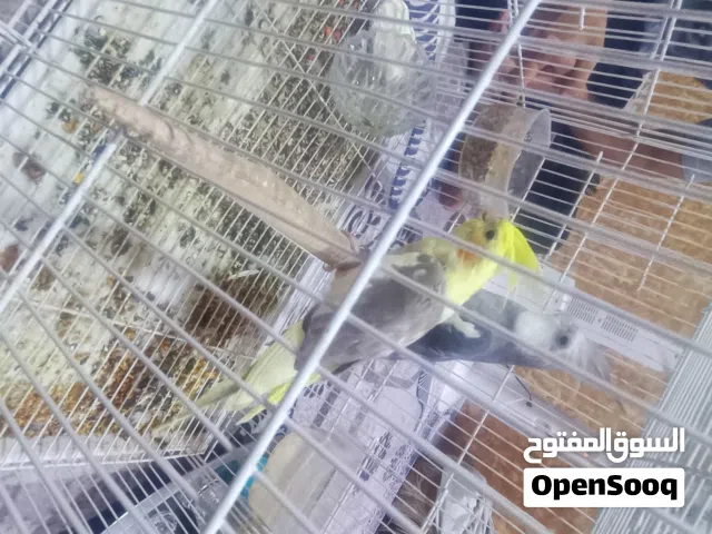 سلام عليكم زوجين كوكتيل زوج فحل نكليزي اصلي ونثيه عاديه حبشيه وزوج حبشيات عادياتشرط النتاج