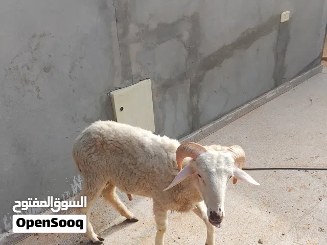 السلام عليكم ورحمة الله وبركاته