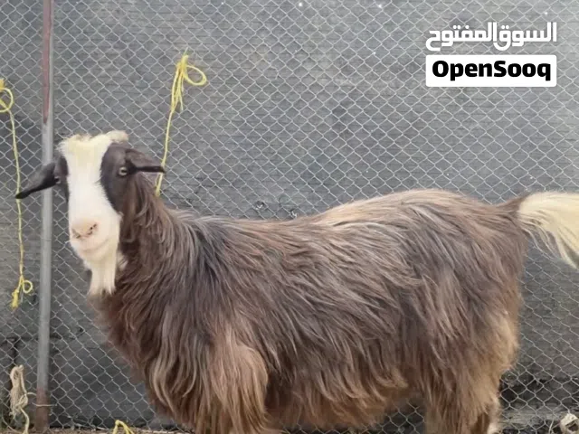 ذبايح للبيع