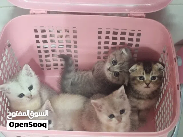 قطط صغيره Scottish and British short hair