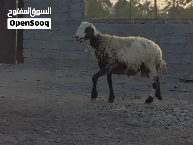 كبش ضخم تهجين نعيمي