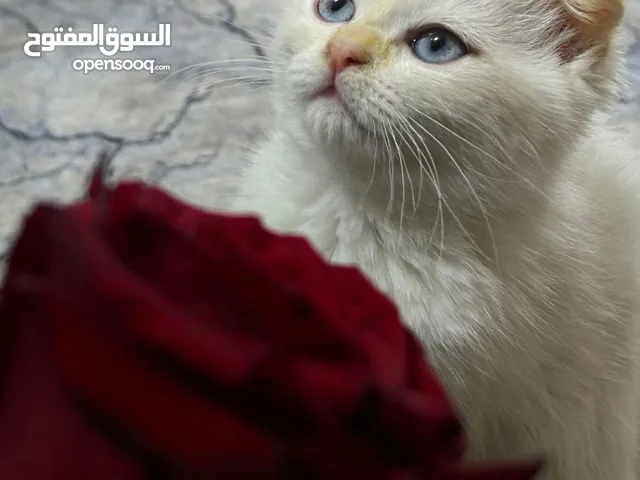 قطط للبيع اعمار ثلث اشهر صغار شعر كثيف هميلايا وشيرازي وسكوتش لعوبات نضيفات والكبيره سنه وكم شهر