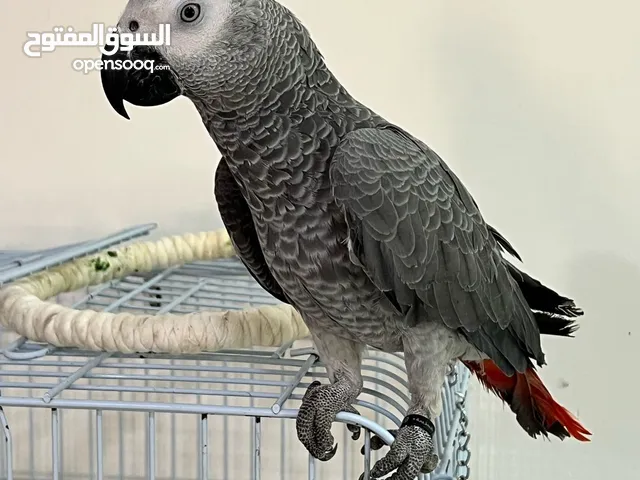 كاسكو أفريقي العمر 10 شهور